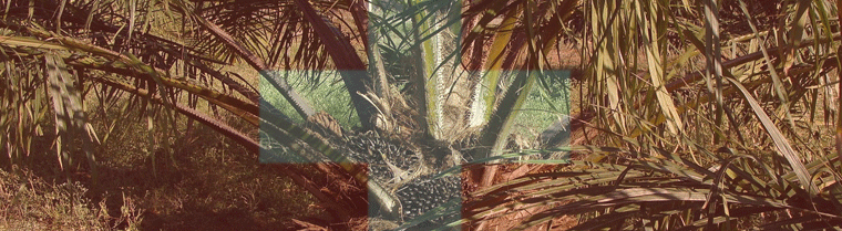 Palmöl Klimaschutz Importe Schweiz