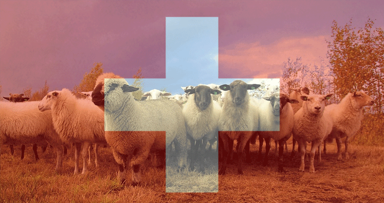 Einwohner Schafherde mit Schweizer Kreuz