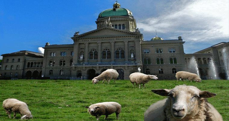 Bundeshaus Bern Parlament Regierungssitz mit Wiese und weisse Schafe