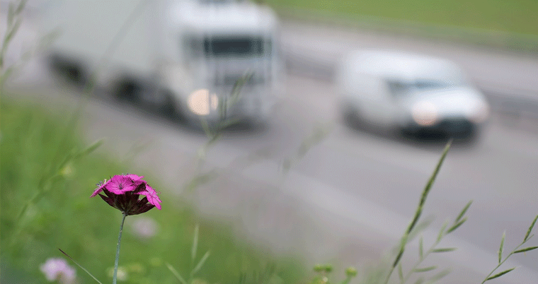 Auto Blume Verkehr Strasse Umwelt