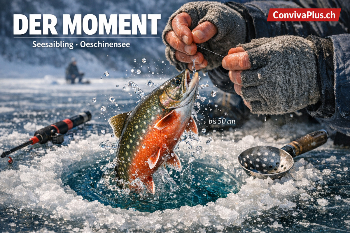 Der Fang-Moment: Seesaibling aus dem Eisloch | Eisfischen Oeschinensee | Türkisblaues UNESCO-Wasser | ConvivaPlus.ch Seesaibling wird aus dem Eisloch des gefrorenen Oeschinensees gezogen. Der Fisch mit charakteristischer rosa-oranger Bauchfärbung glänzt im Winterlicht über dem türkisblauen UNESCO-Wasser. Behandschuhte Hände halten die Schnur, Wassertropfen schweben in der Luft. Authentischer Eisfisch-Moment mit Eisrute und Angelausrüstung auf 30cm dickem Eis.