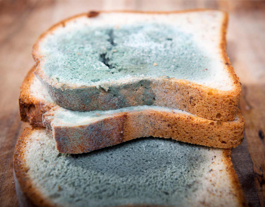 So hält das Brot länger gegen Schimmel Brot Schimmel verschimmelt