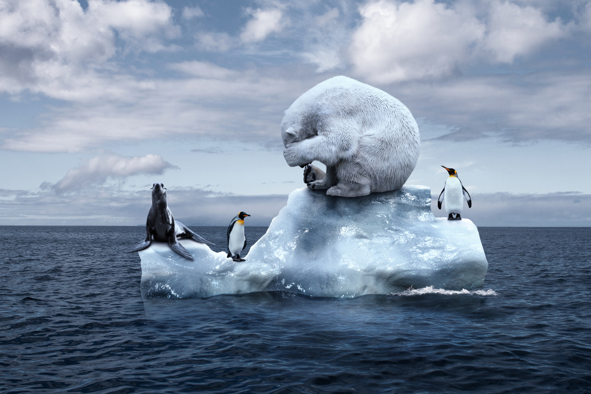 Das «ewige Eis» schmilzt wie Butter in der Sonne Klimawandel Eis Eisschmelze Pinguin Eisbär Südpol Nordpol