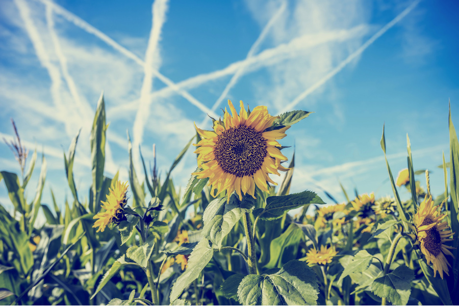 Wolken Kondensstreifen Horizont blauer Himmel Sonnenblumen Feld 