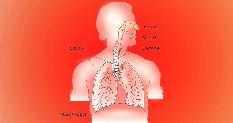 Anatomie Körper Herz Lunge Kreislauf Mensch