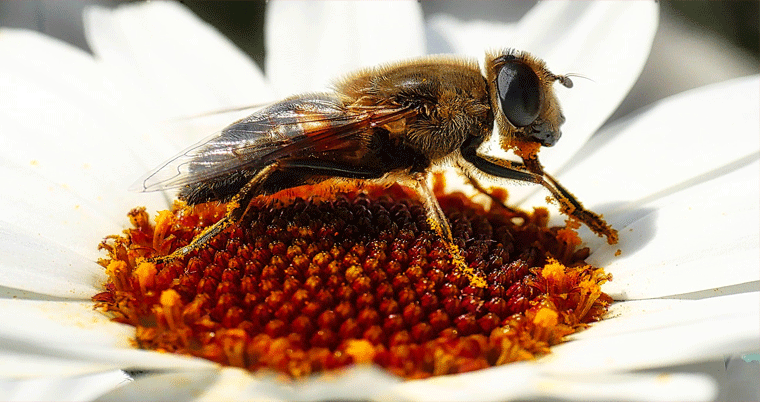 Biene Blume Insekt Pollen Natur