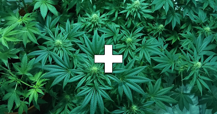 Cannabis Pflanze Legalisierung Marihuana Schweiz Kiffen