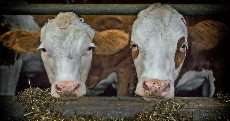 Kühe Bauernhof Milch Stall