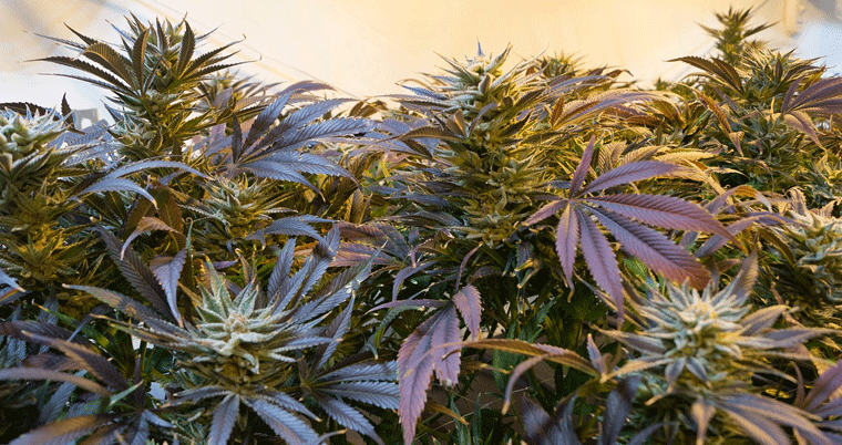Marihuana THC Gras Cannabis Pflanzen
