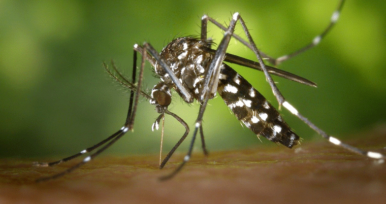 Mücke Stich Mückenstich Coronavirus Corona Übertragung