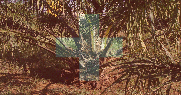 Palmöl Baum Plantage