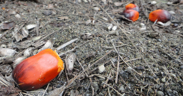 Palmöl Frucht Öl Baum