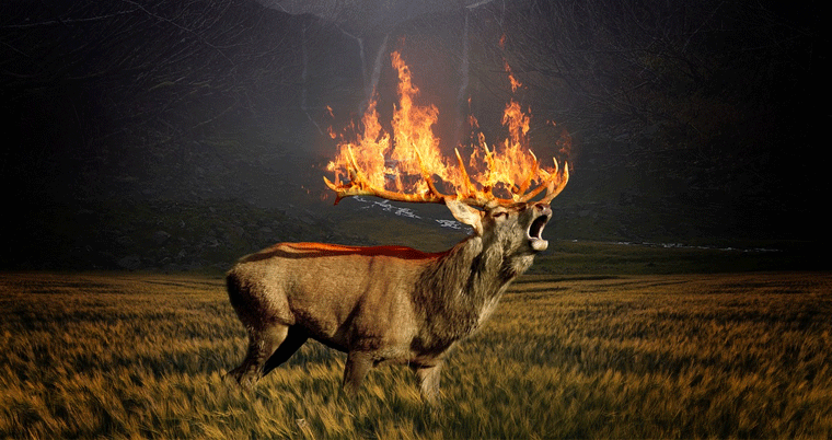 SVP Feuer und Flamme für Faschist Bolsonaro Wald Regenwald Feuer Amazonas Hirsch