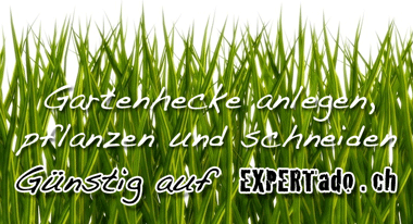 Gartenhecke anlegen pflanzen