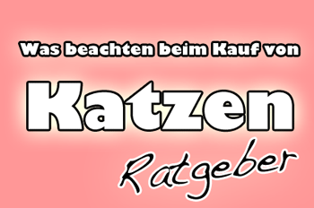 Katze kaufen Schweiz
