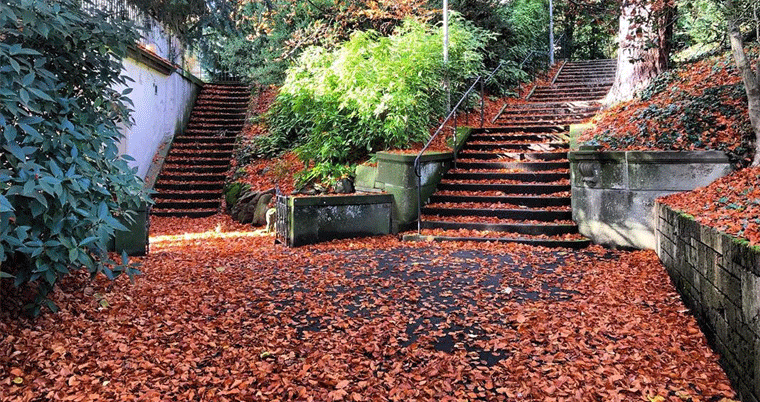 Belvoirpark Zürich Herbst Bäume Laub