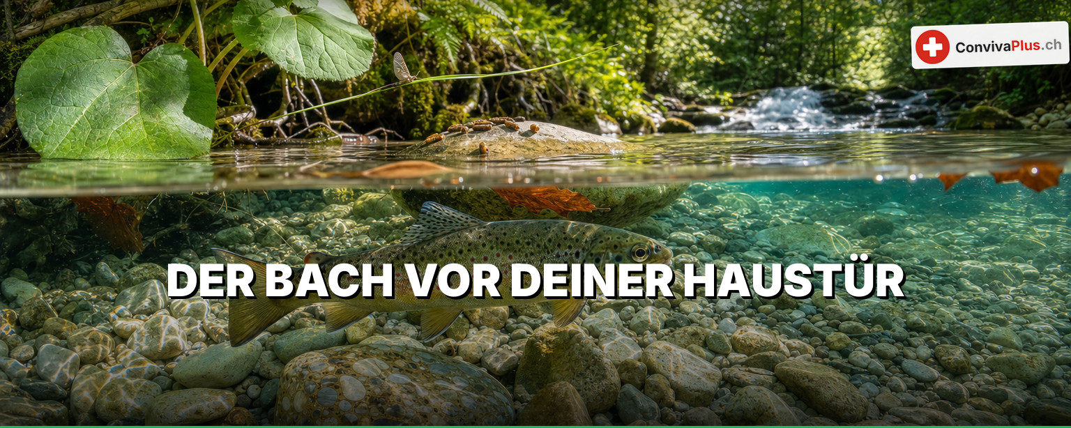 Flüsse Kanton Zürich: Bäche und Flüsse im Gewässer-Finder