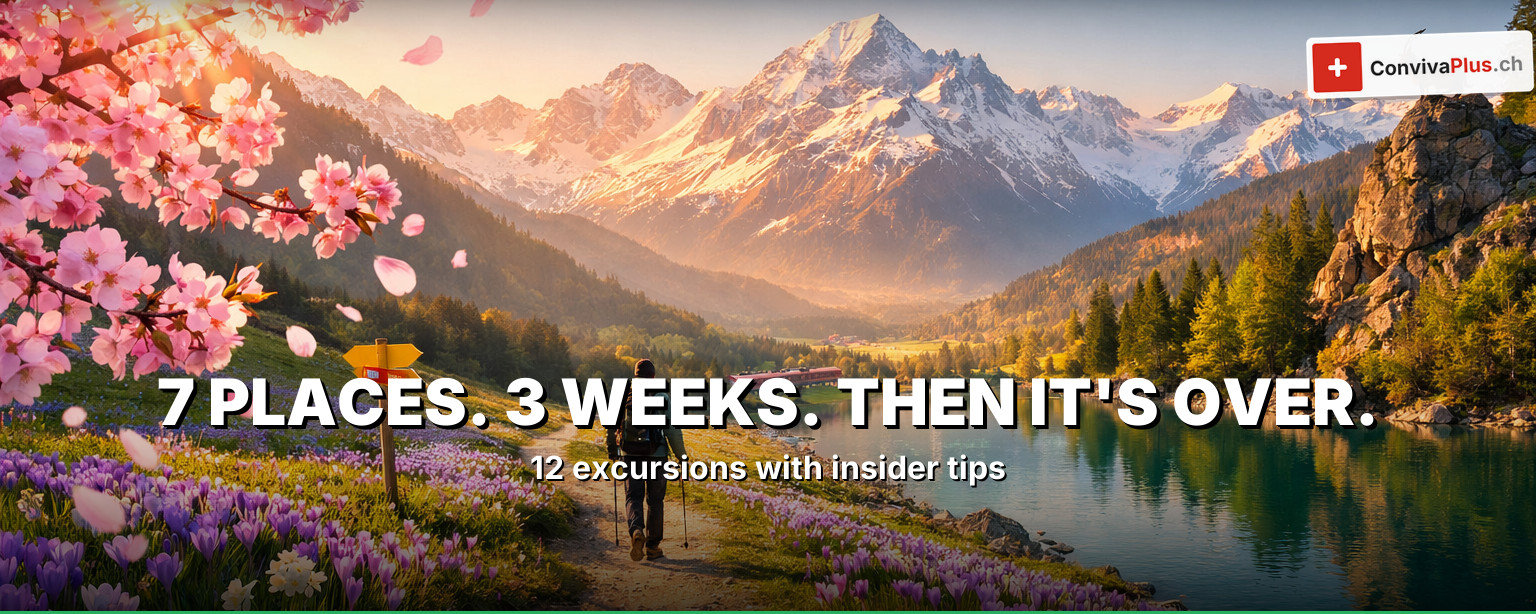 Spring excursions in Switzerland: cherry blossoms in Zurich, crocus bloom in the Emmental, narcissus fields near Montreux and snowmelt waterfalls